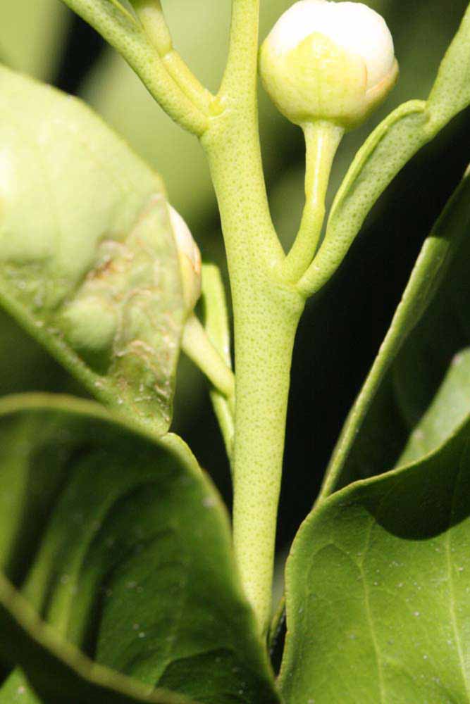            First year twig (Summer Workman, Riverside, CA)   